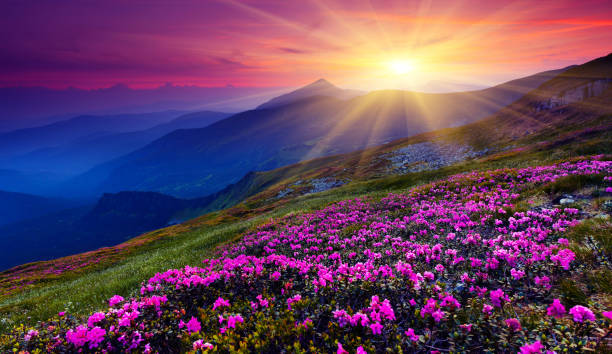 Magic pink rhododendron flowers on summer mountain. Carpathian, Ukraine